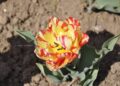 Tulip garden likely to witness early opening in view of rise in temp