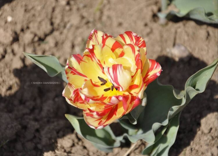 Tulip garden likely to witness early opening in view of rise in temp