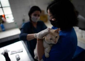South Korea’s Seoul to test pet cats, dogs for COVID