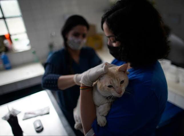 South Korea’s Seoul to test pet cats, dogs for COVID