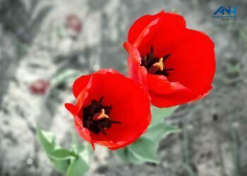 In just 5 days, Asia’s largest Tulip Garden mesmerizes record 50,000 visitors