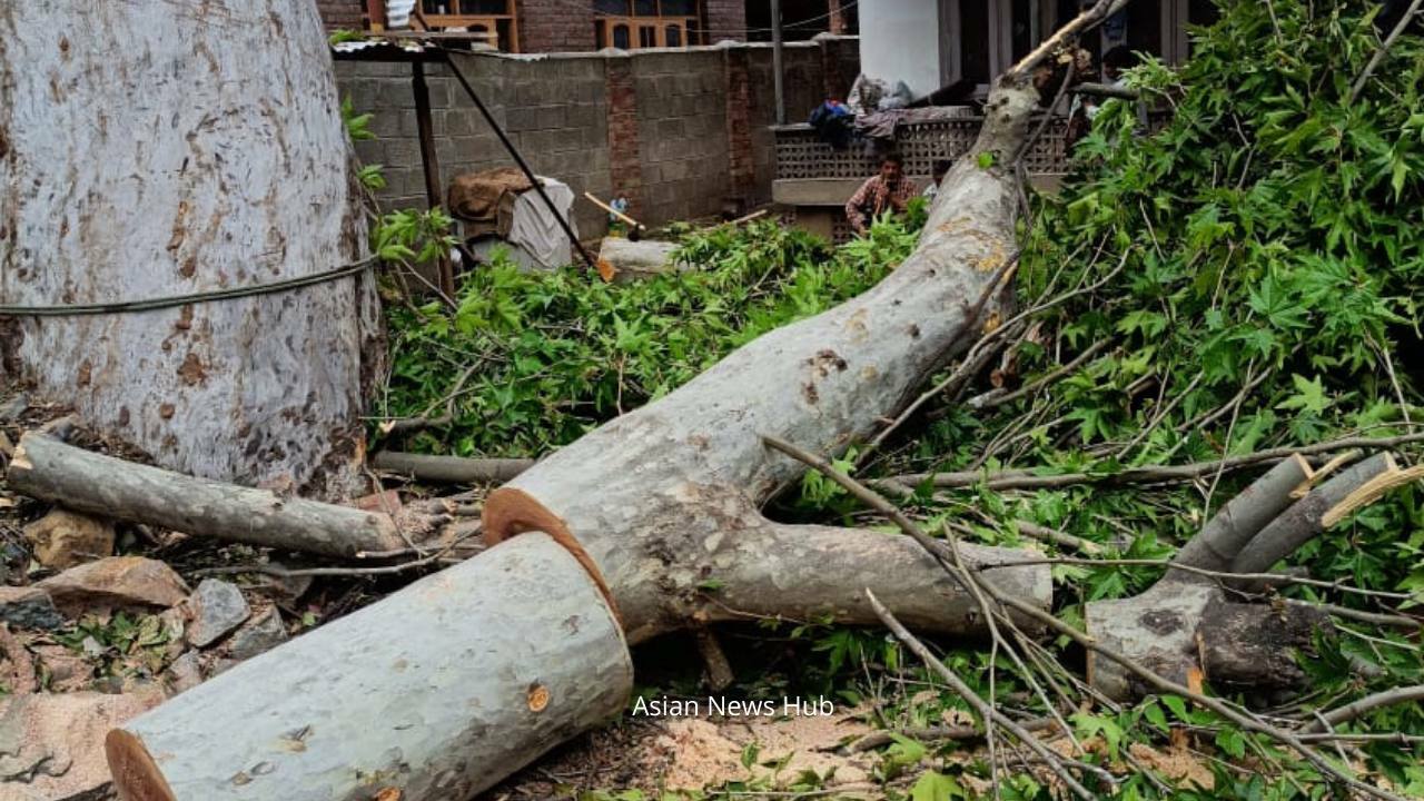 Violation of norms: Blue-eyed persons chop-off Chinar trees in Boni Bagh Nowshehra
