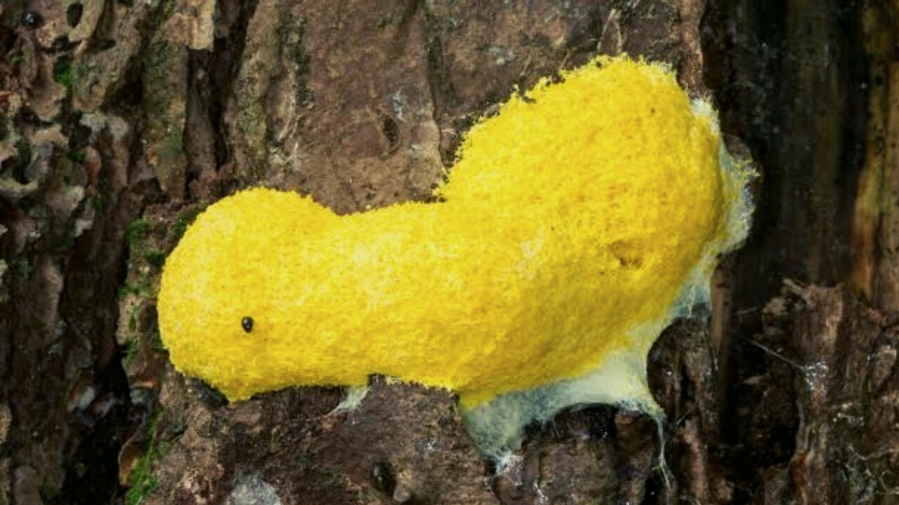 Symptoms, causes of yellow Fungus