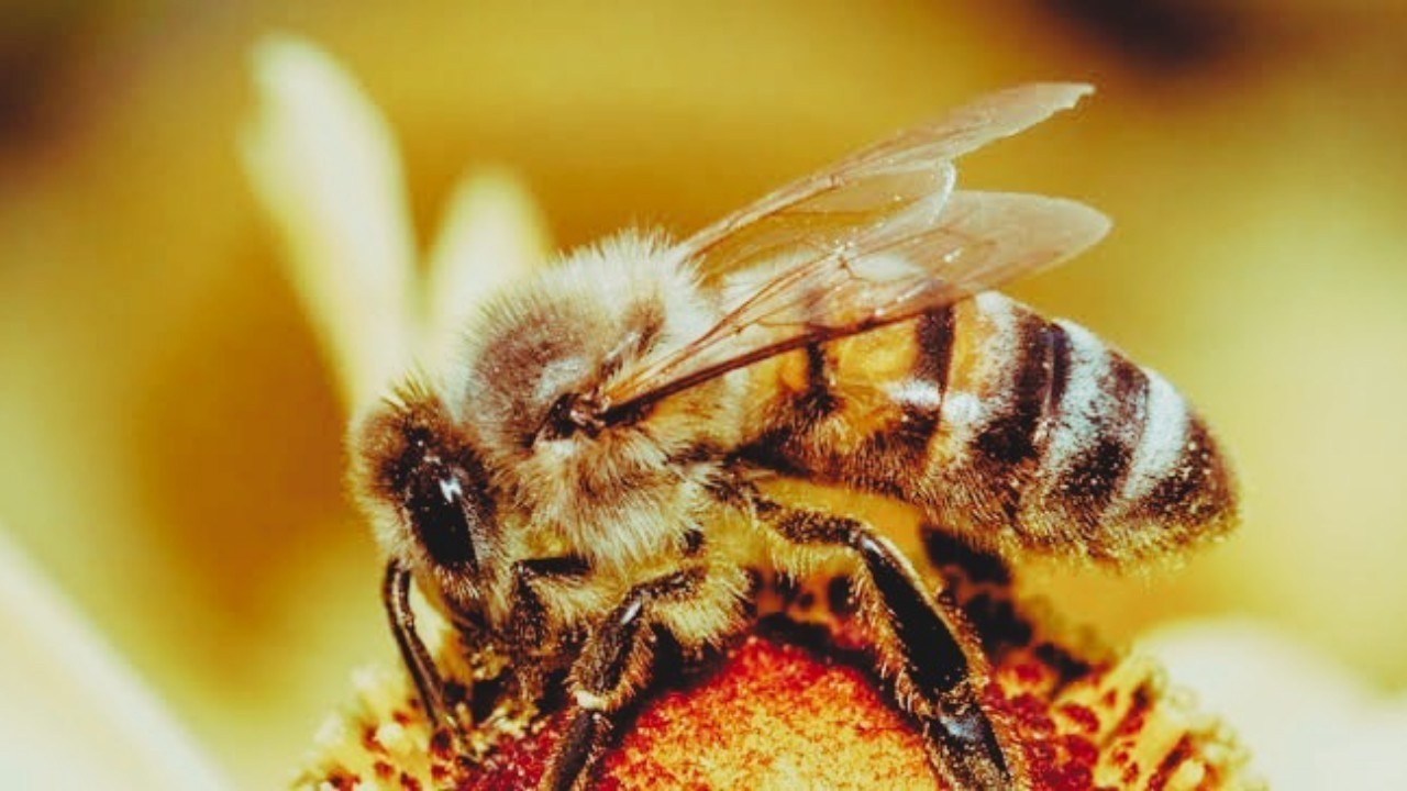 Scientists have taught bees to smell the coronavirus, can identify a case within seconds