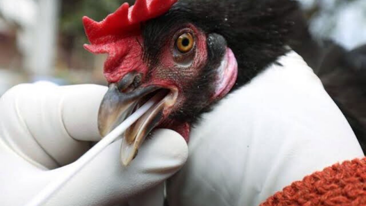 China reports world's first human case of H10N3 China reports world’s first human case of H10N3