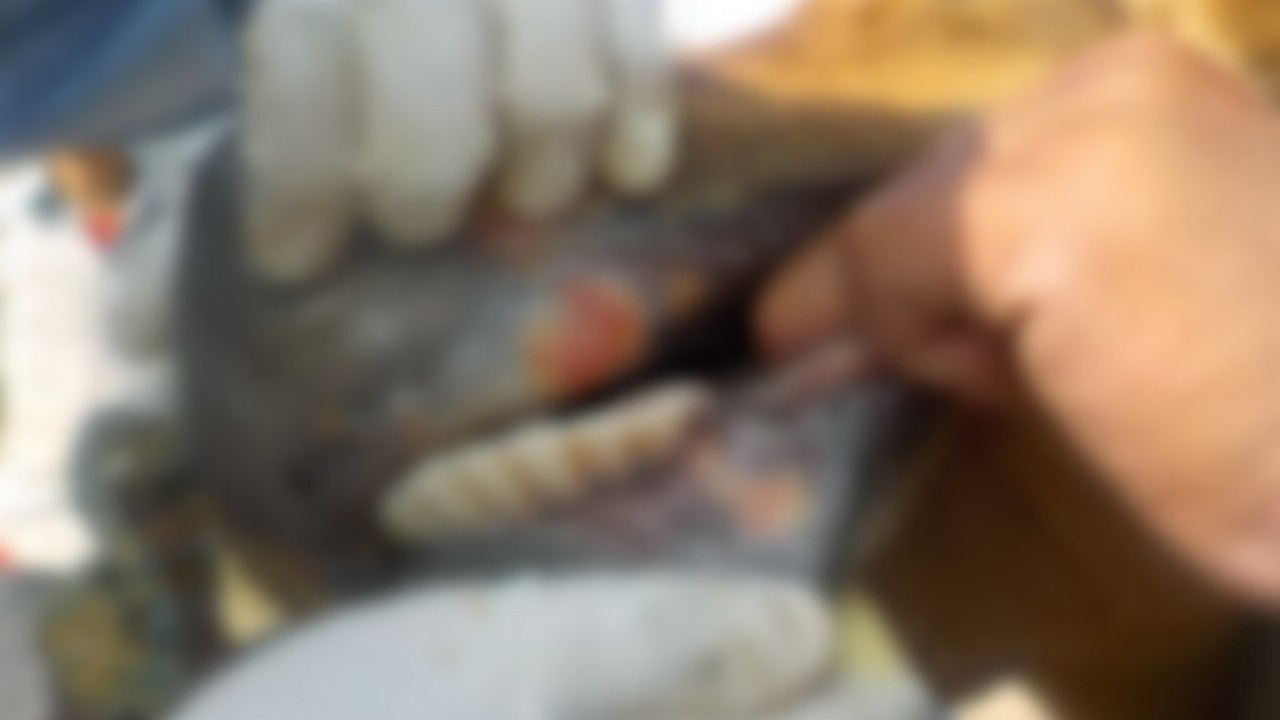 Two cows, calf die of FMD in Bijbehara