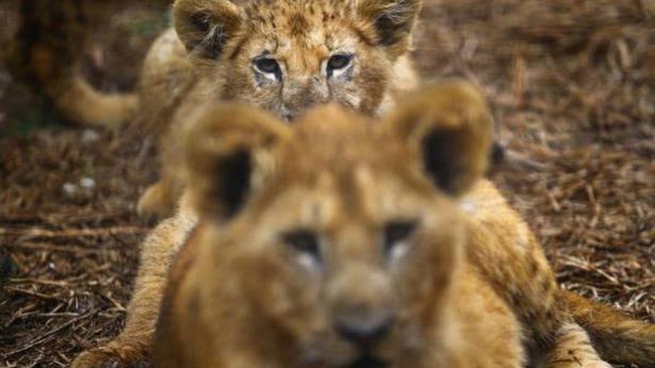 Lioness dies after testing positive for COVID-19 in Chennai