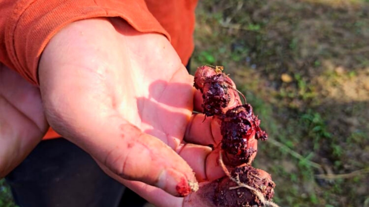 Local militant killed in Sgr gunfight