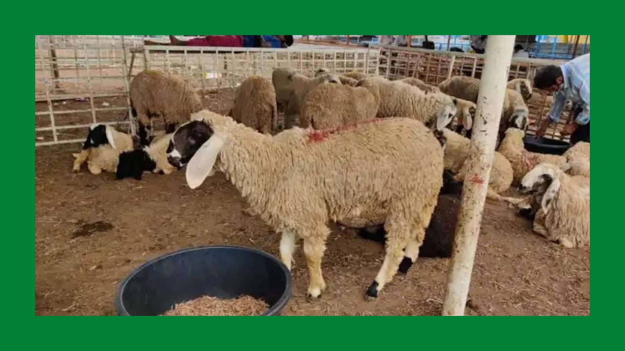 No ban on sale, slaughter of sacrificial animals on Eid-ul-Adha eve in J&K: Div Com Ahead of Eid al-adha, Animal rights organization ‘PETA’ seeks ban on animal sacrifice