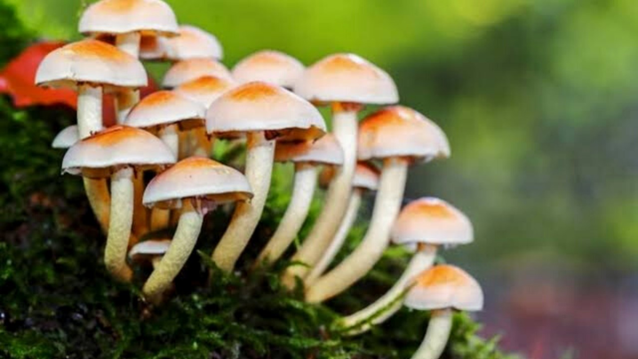 13 hospitalized after consuming forest mushroom in Gbl, 8 referred to SKIMS 13 hospitalized after consuming forest mushroom in Gbl, 8 referred to SKIMS