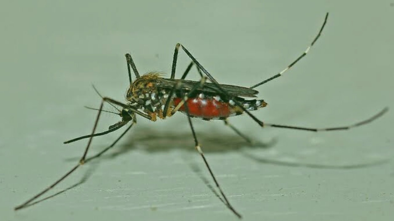 40 Children among 50 die of Dengue in UP district, centre sends team