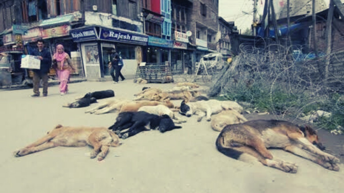 Minor among 4 injured by stray dogs in Tral Minor among 4 injured by stray dogs in Tral