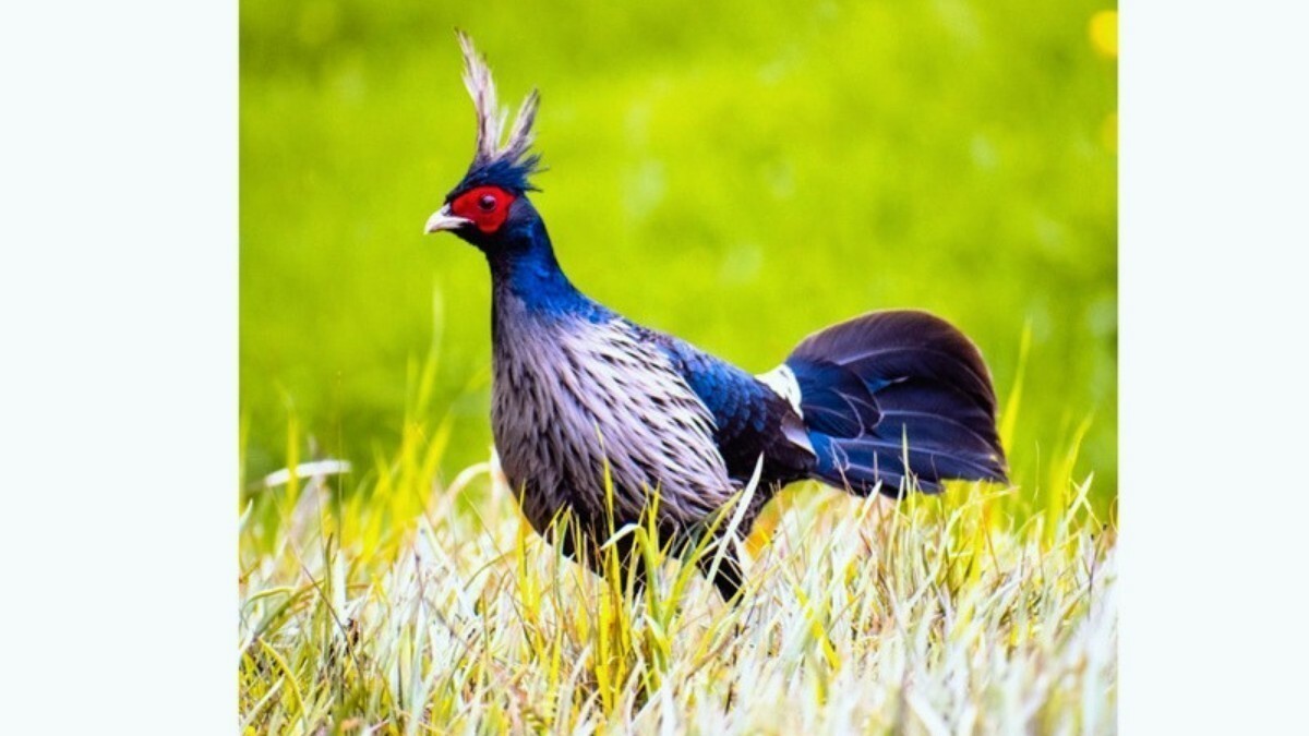 J&K adopts Kalij Pheasant as UT bird; No change in State animal