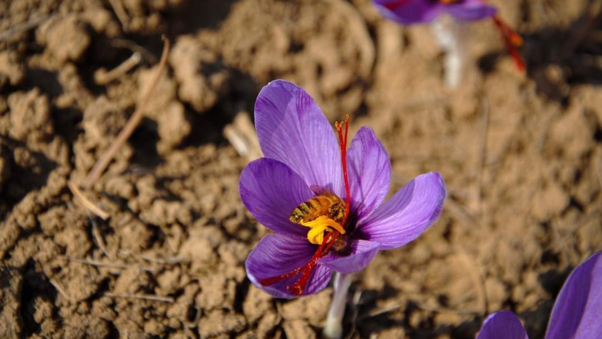 Saffron production decreases with each passing year, growers worried