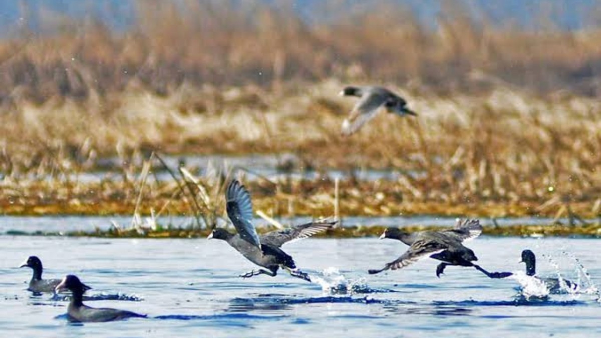 Kashmir wetlands, lakes host rare bird species among 4 lakh migratory visitors this season