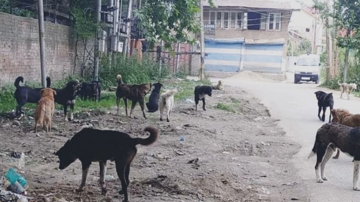 Ganderbal residents raise concern over rise in stray dogs