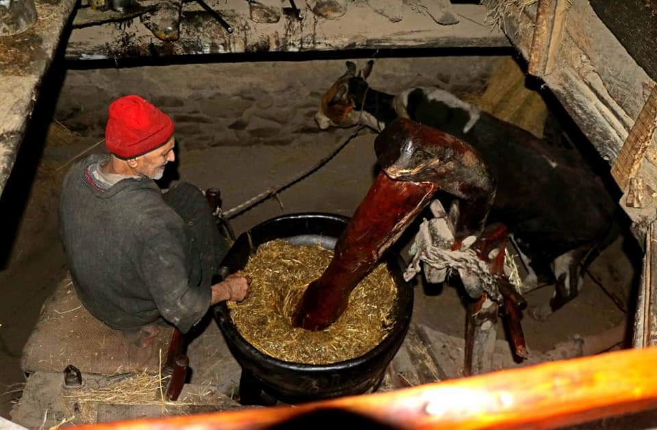 77-yr-old man from Pampore keeps tradition of ox-driven oil mill alive