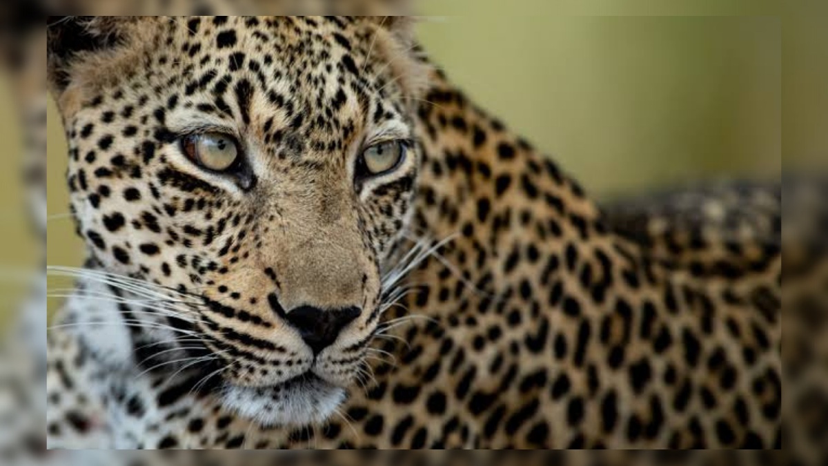 Woman injured in leopard attack at Ganderbal