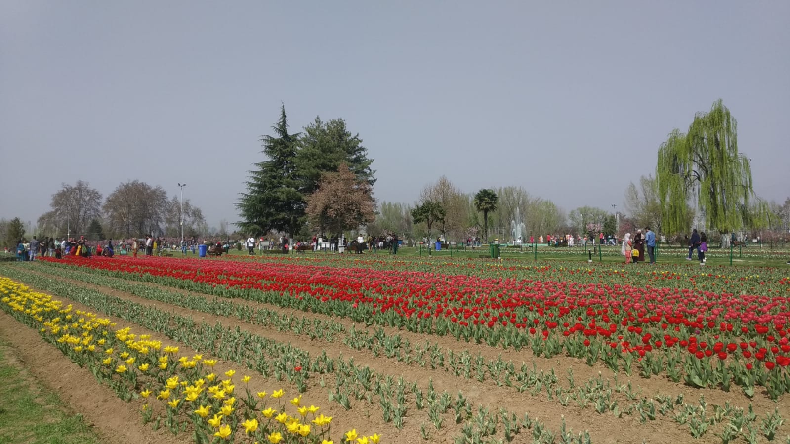 World famous Tulip garden opens for public; CS inaugurates Tulip festival World famous Tulip garden opens for public; CS inaugurates Tulip festival