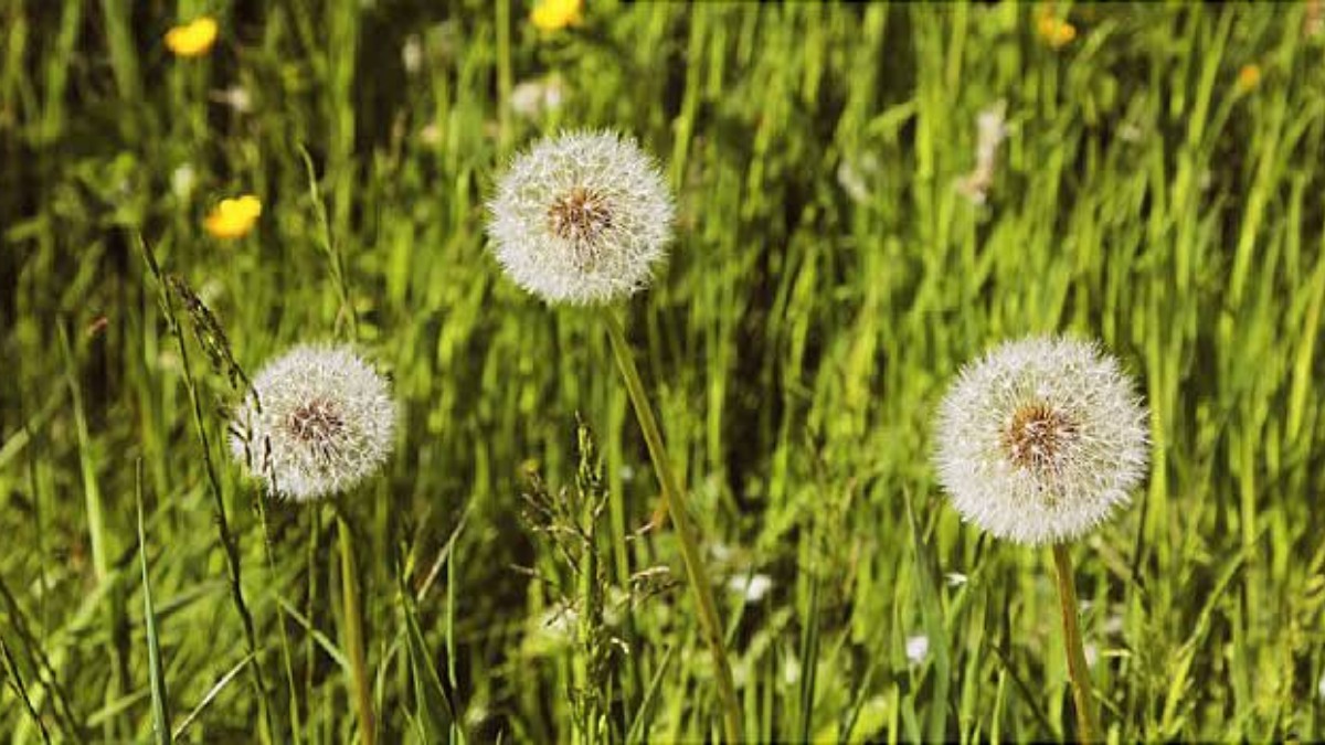 90 % respiratory illness in Kashmir caused by pollen released by grass: Influenza Experts
