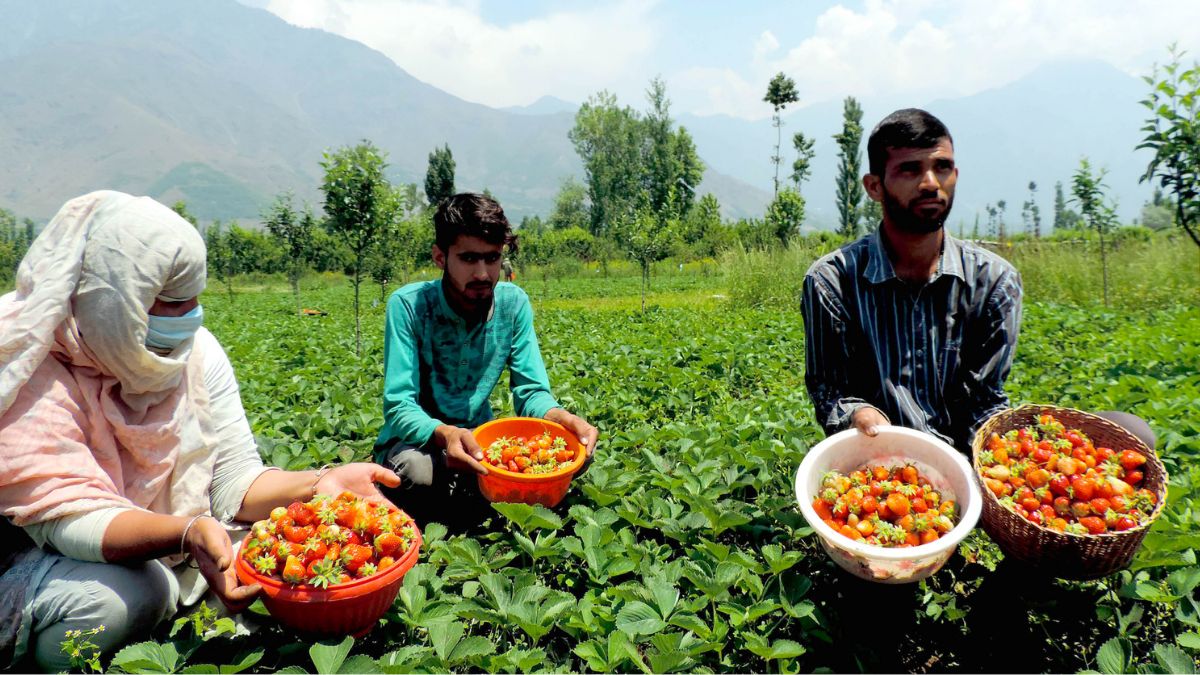 Deficient rainfall, early rise in temperature puts strawberry growers in tight spot
