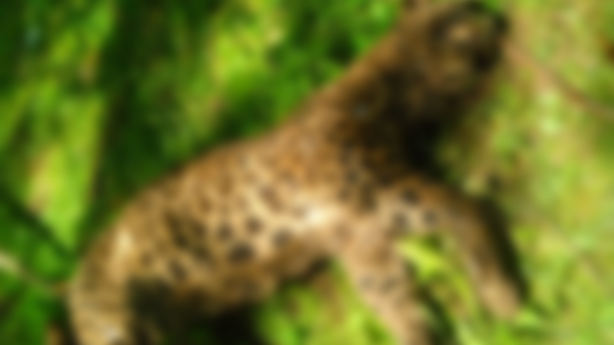 Leopard found dead in Budgam Leopard found dead in Budgam