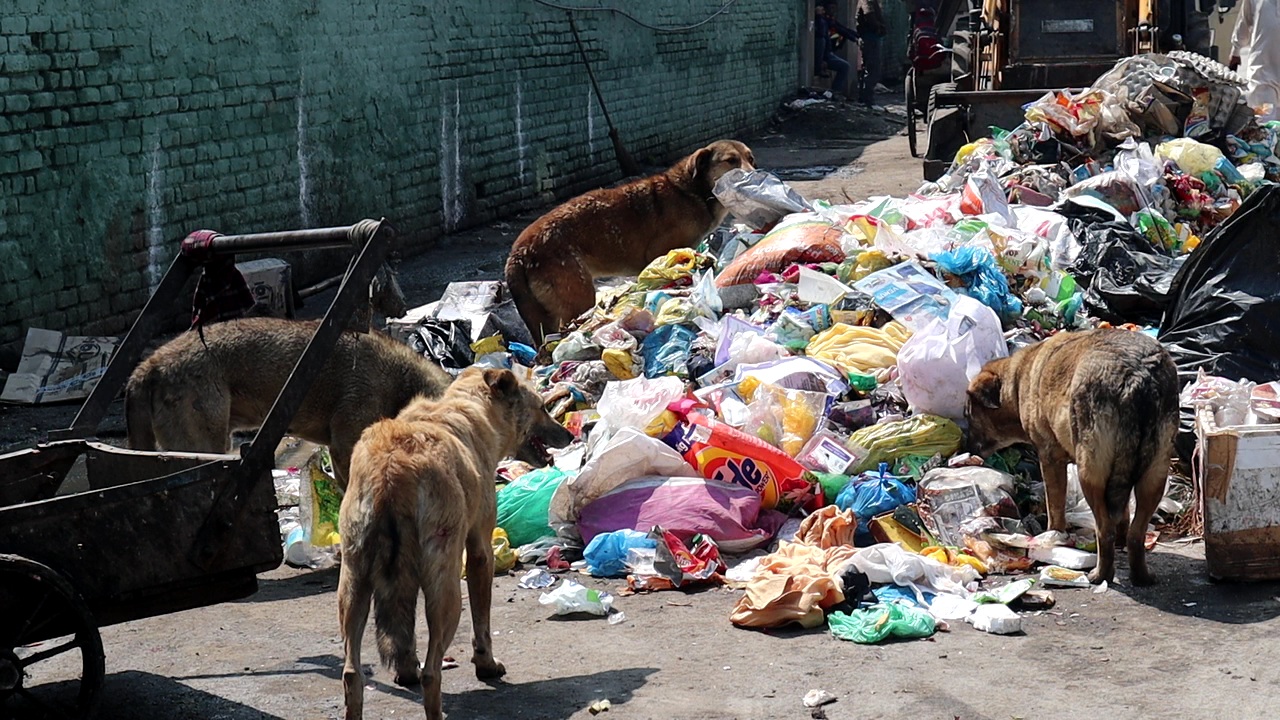 Bandipora: Stray dogs unleash a reign of terror in Ajas, leave 23 wounded in 4 days Stray dog attacks minor girl in Budgam
