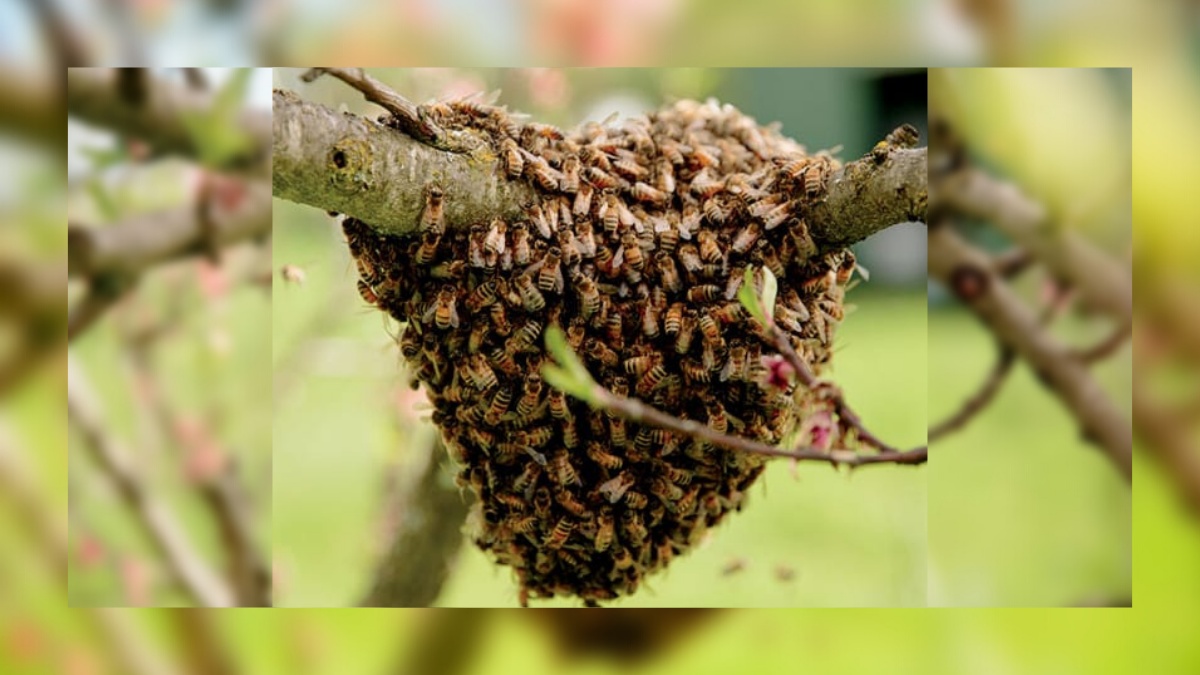 Kashmir produces world’s number 1 honey: Experts Kashmir produces world’s number 1 honey: Experts