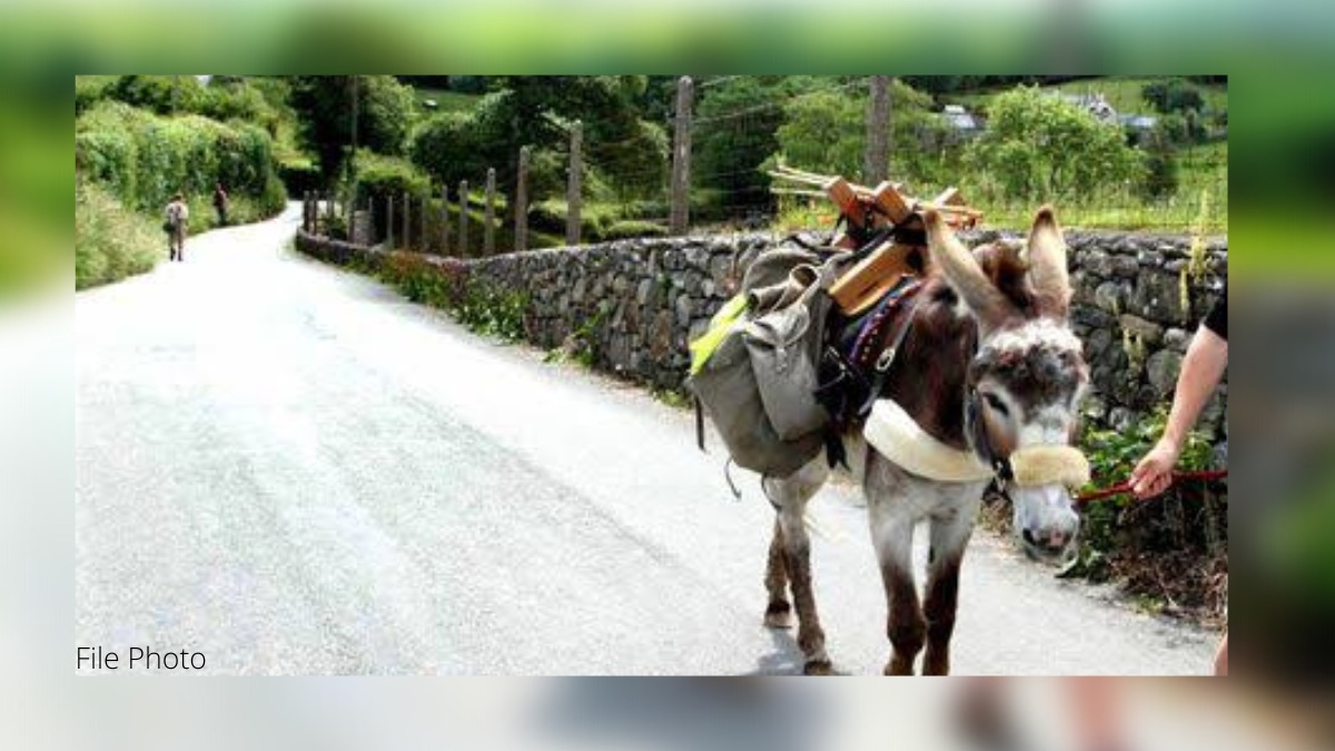 Rising fuel prices: Man seeks permission from boss to go to work on a donkey