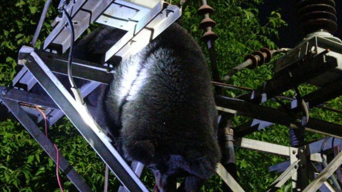 Bear electrocuted to death in Srinagar