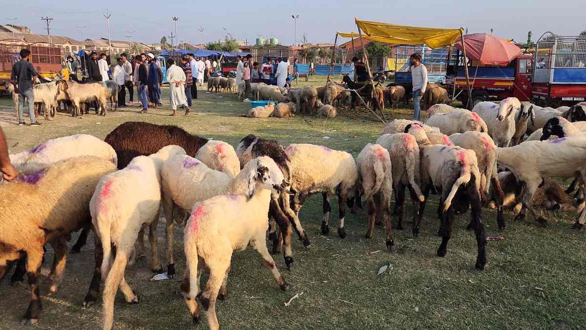 Over 2 lakh sacrificial animals sold in Kashmir: Mutton Dealers