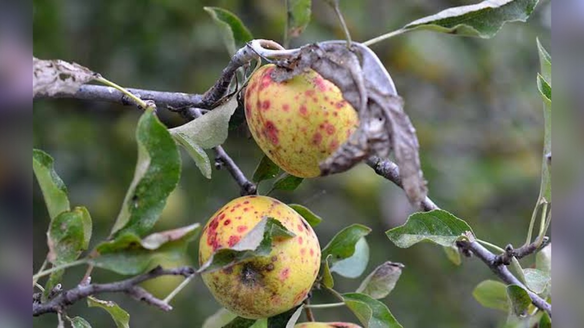 Fungal disease hits apple orchards in south Kashmir, farmers worried