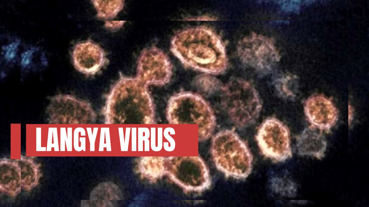‘Langya’ virus hits China as 35 people found infected