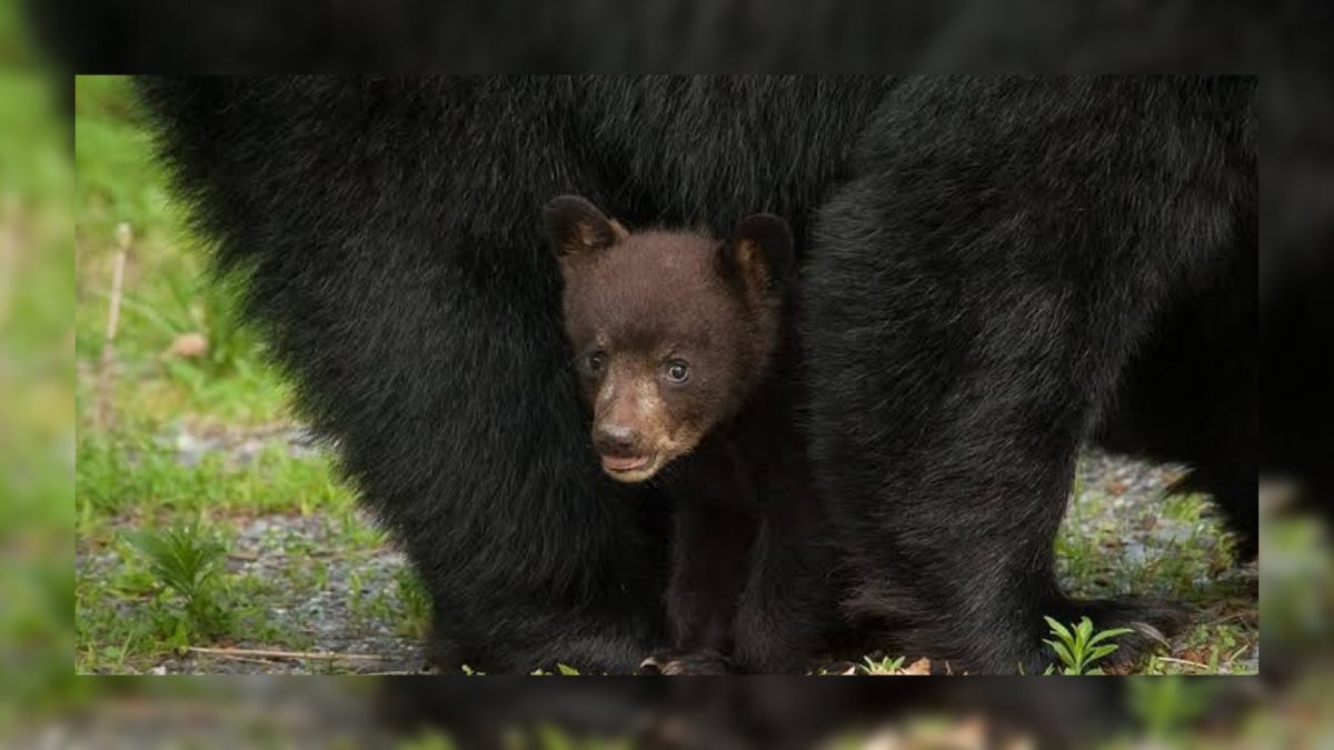 Minor mauled to death by bear in Bla