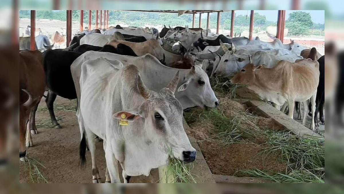 Nocturnal theft of Cattle creates panic among locals in Shopian village