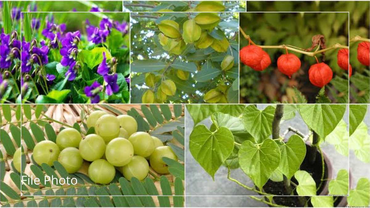 Aromatic, medicinal plants of Jammu and Kashmir Aromatic, medicinal plants of Jammu and Kashmir