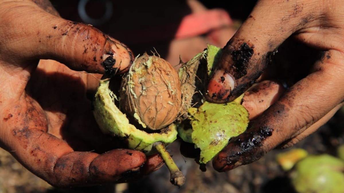 Intrusion of Californian walnuts in Indian cities cast shadow on Kashmir’s walnut produce