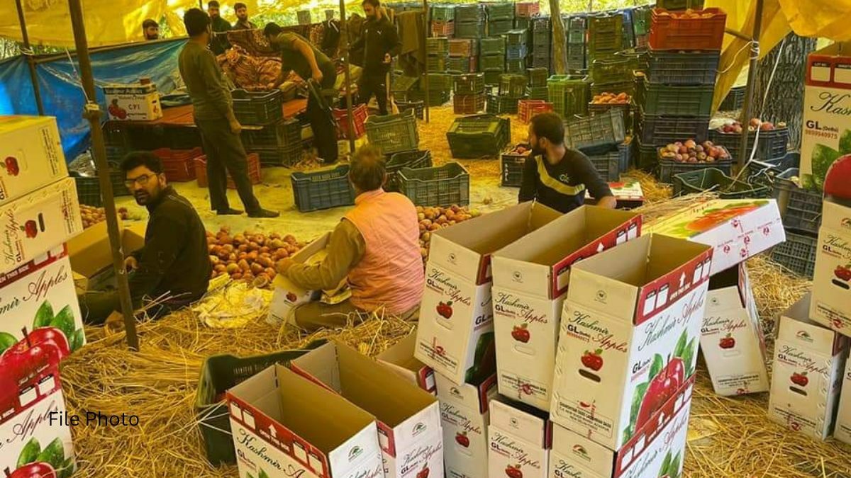 Strict action against person involved in apple burning incident in south Kashmir: Police Strict action against person involved in apple burning incident in south Kashmir: Police