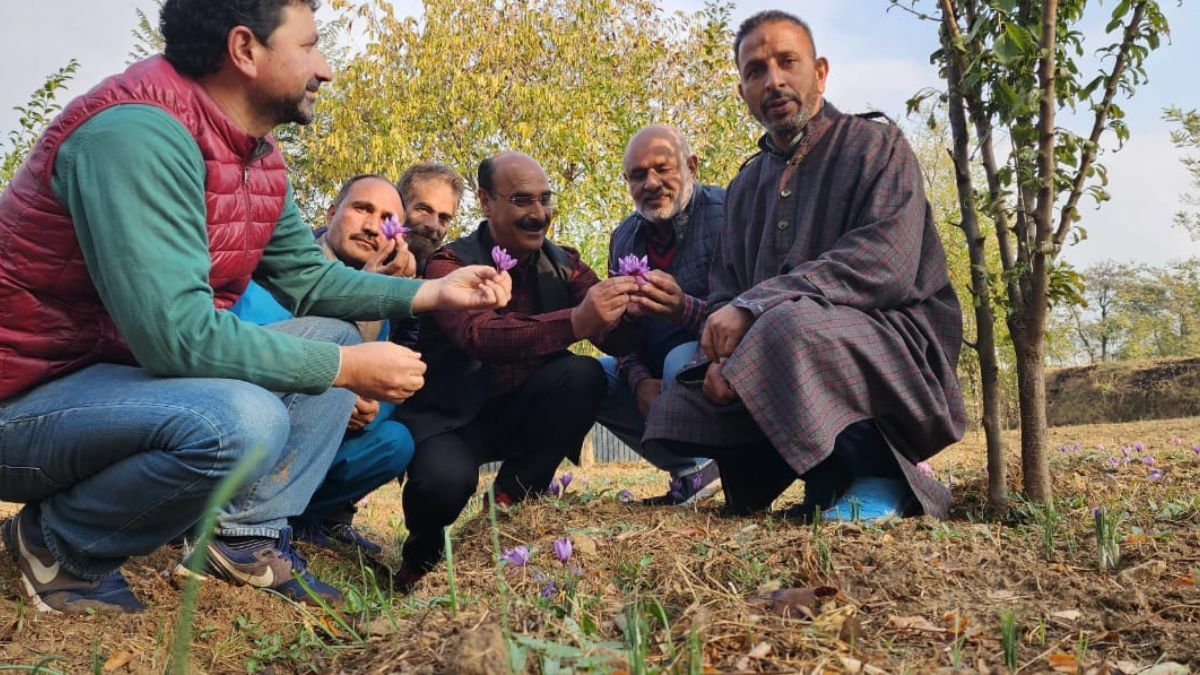 Dir Agriculture Kashmir visits Saffron fields of Balhama