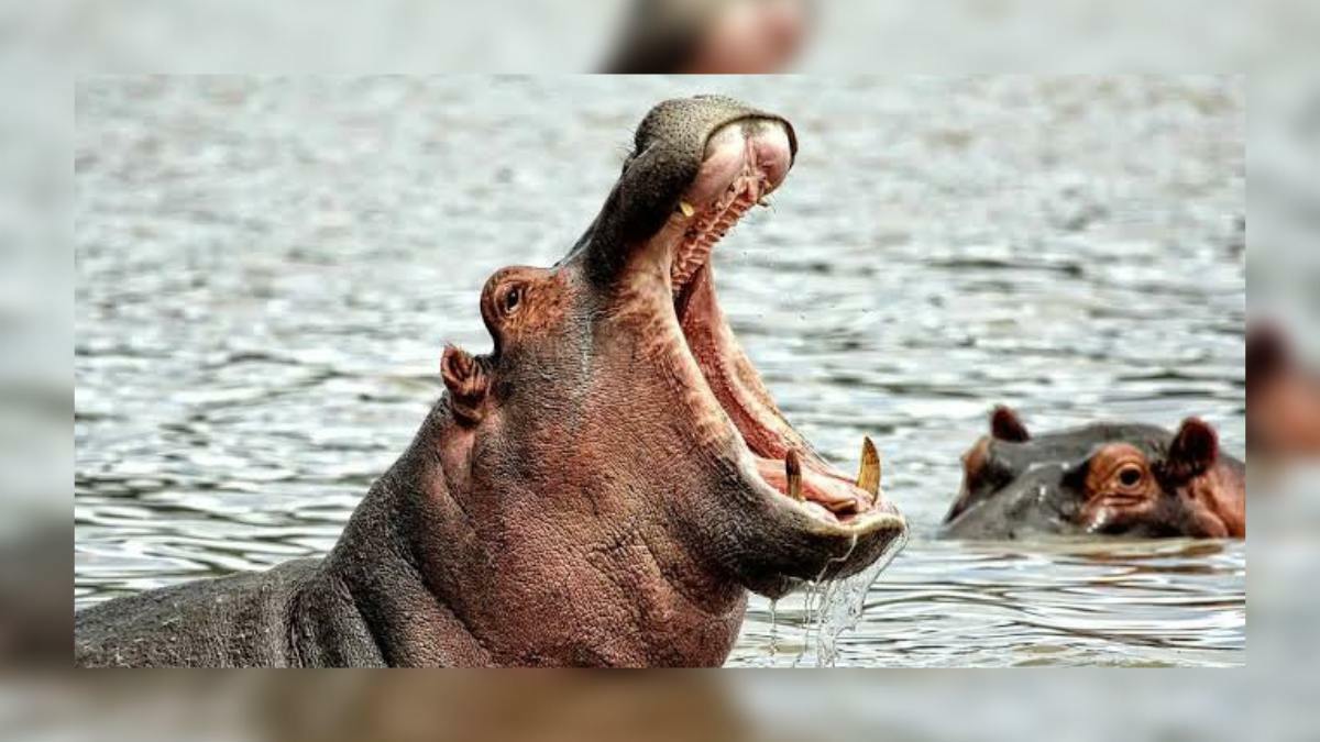 Hippo swallows 02-yr-old boy, vomits him out alive Hippo swallows 02-yr-old boy, vomits him out alive