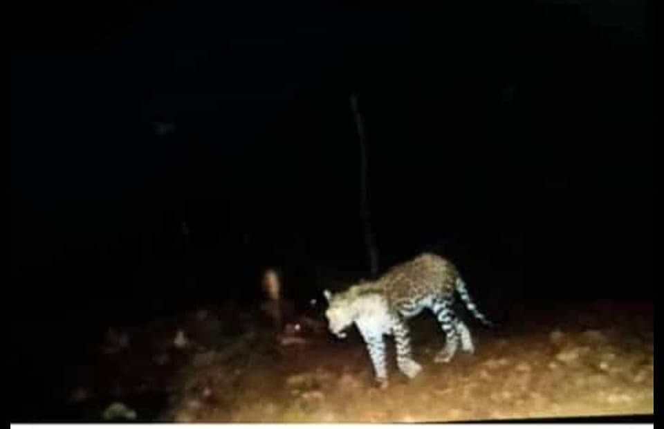 Search operation launched as locals spot leopard at Khanpora, Ganderbal