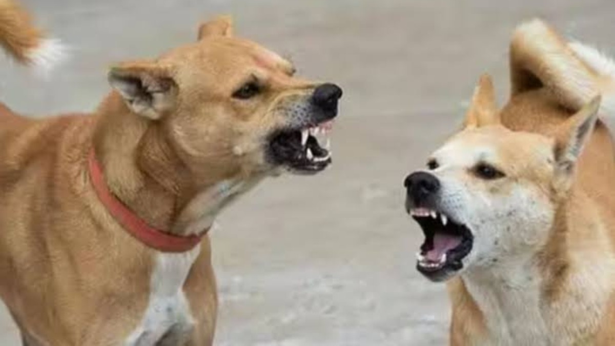 Stray dogs injure 7 persons in Kupwara 04 people injured in stray dog attack in Anantnag