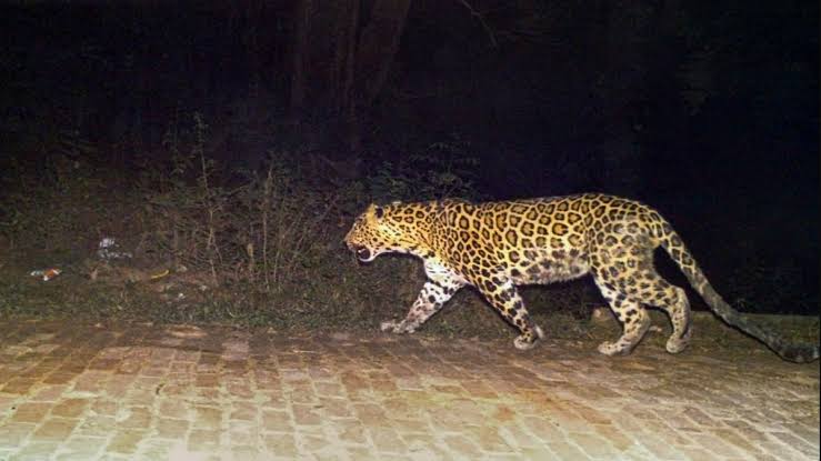 Leopard sighted near Badamwari park-Hari Parbat axis, stay indoors: Sgr Police