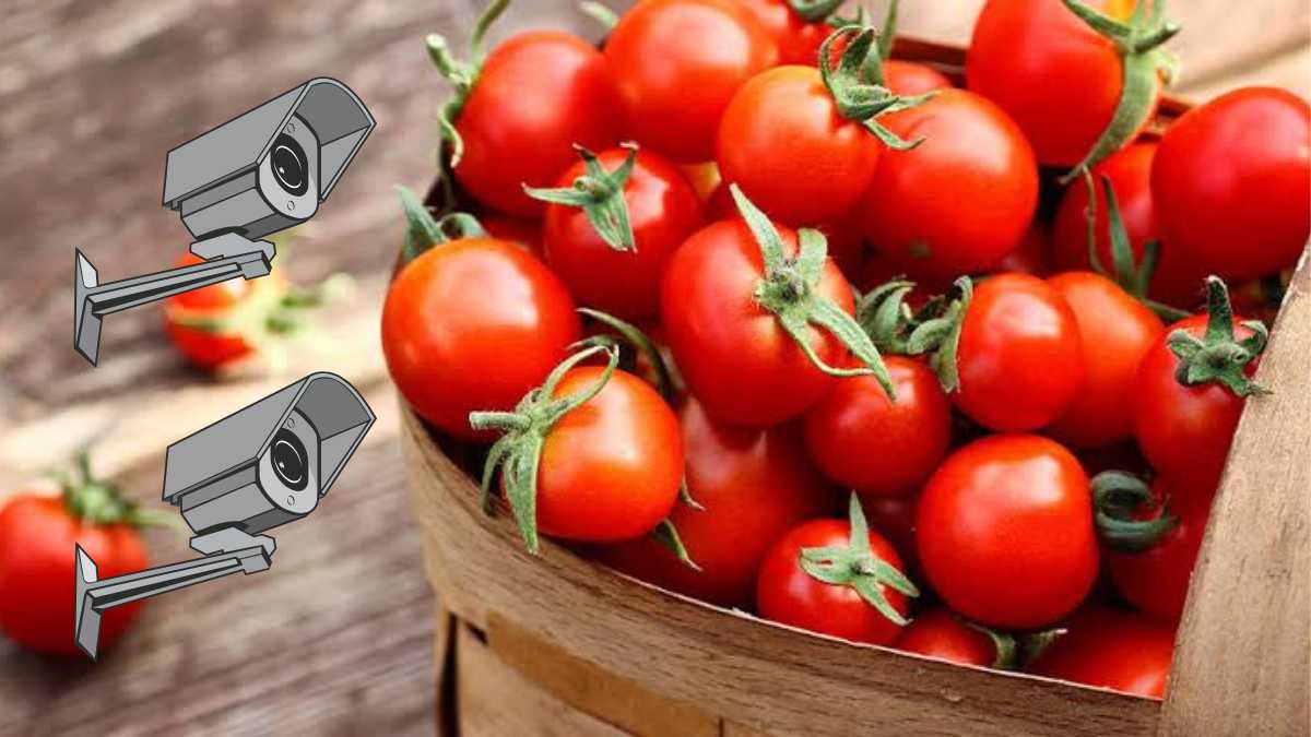 Farmer installs cameras on his field to deter theft as tomato prices skyrocket