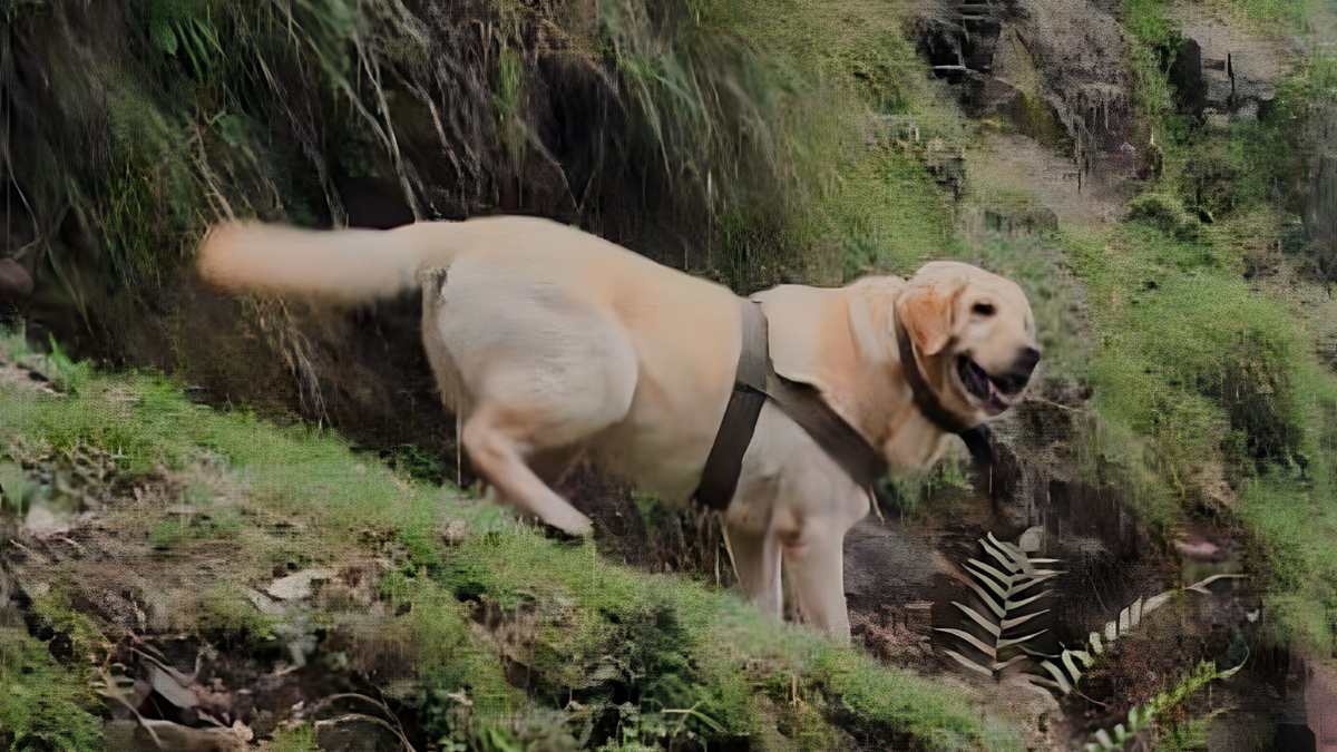 Army dog ‘Kent’ lays down life shielding handler during Rajouri encounter