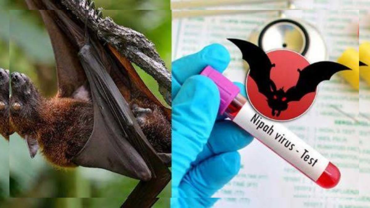 Schools shut, curbs imposed after two die of Nipah virus in Kerela