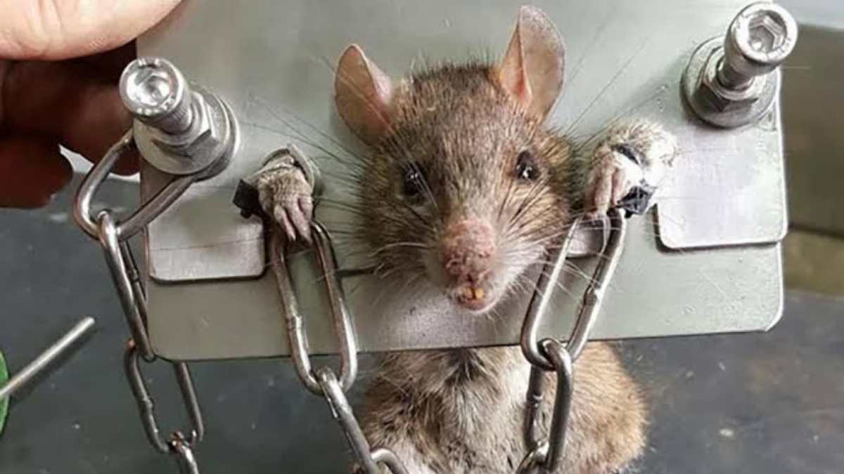 Rat arrested for drinking 60 bottles of seized liquor at police station in Madhya Pradesh