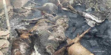 18 cattle charred alive, three residential houses among four structures damaged in Uri blaze