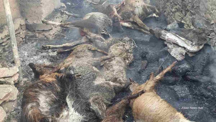 18 cattle charred alive, three residential houses among four structures damaged in Uri blaze