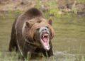 Two injured after attacked by bear in Tral